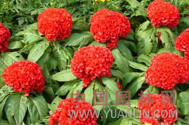 雞冠花 紅雞冠、球頭雞冠