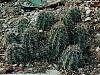 仙人掌 仙巴掌、霸王樹、火焰、火掌、牛舌頭（浙江衢州稱法）