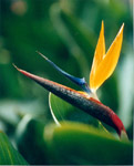 鶴望蘭 極樂(lè)鳥花、天堂之鳥