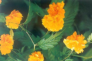 棣棠 地棠、黃棣棠、棣棠花