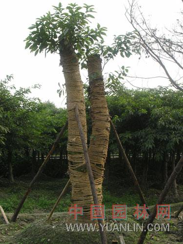 大葉榕 馬榕、雞榕、大青樹、大葉榕（海南島）