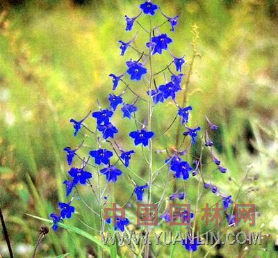 翠雀花 大花飛燕草、飛燕草