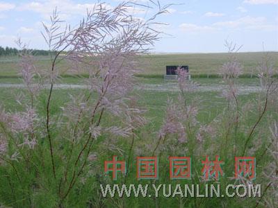檉柳 垂絲柳，西河柳，西湖柳、紅柳、陰柳