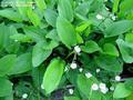 長喙毛茛澤瀉 