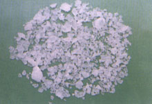 草珊瑚 九節(jié)花、九節(jié)茶、接骨蓮、竹節(jié)草