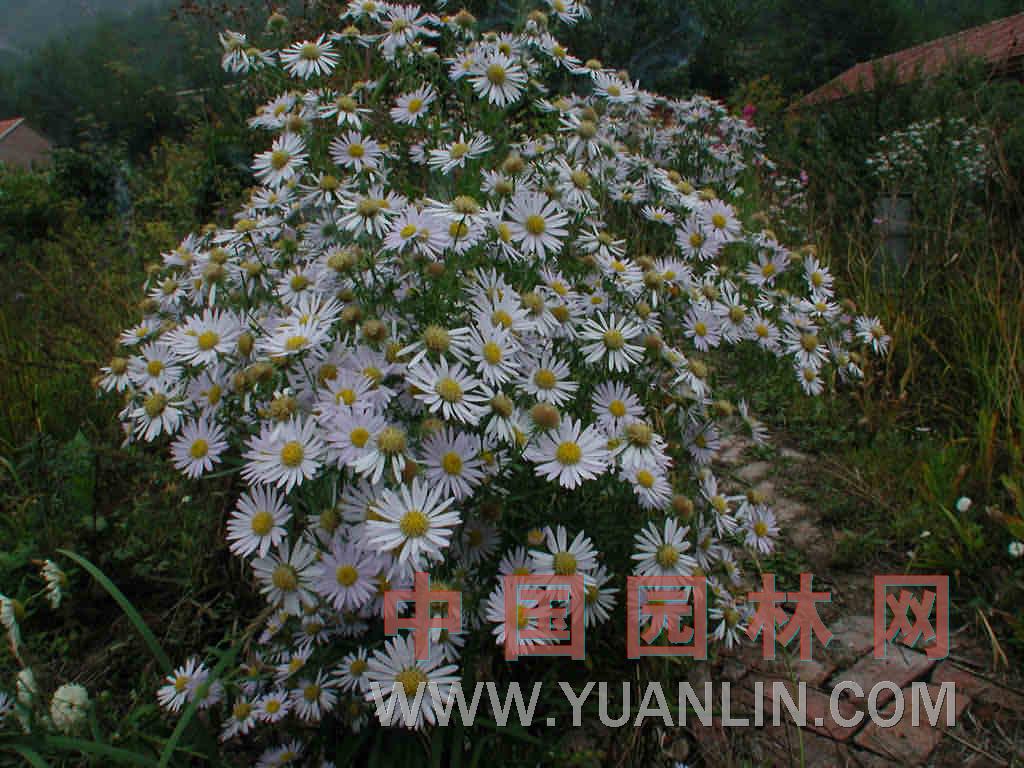 草地風(fēng)毛菊 驢耳風(fēng)毛菊、羊耳朵 