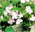 藏報(bào)春 大種櫻草，中華報(bào)春