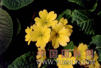 報(bào)春花 小種櫻草