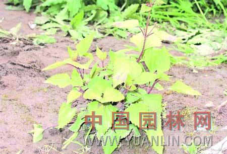 紫莖 天目紫莖、旃檀