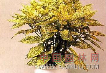 桃葉珊瑚 青木、東瀛珊瑚