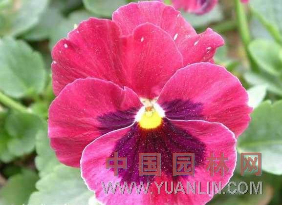 三色堇 蝴蝶花、貓兒臉、鬼臉花
