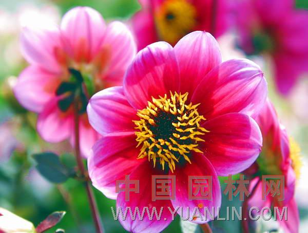 大麗花 大麗菊、大理花、天竺