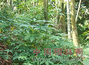 馬拉巴栗  大果木棉、招財(cái)樹、發(fā)財(cái)樹、瓜栗、大果木棉 、美國花