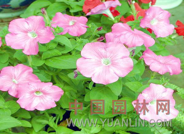 矮牽牛 碧冬茄、雜種撞羽朝顏、靈芝牡丹、毽子花、矮喇叭、番薯花、撞羽朝顏