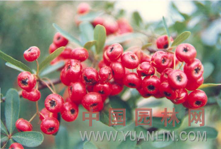 火棘 紅籽、火把果、救軍糧