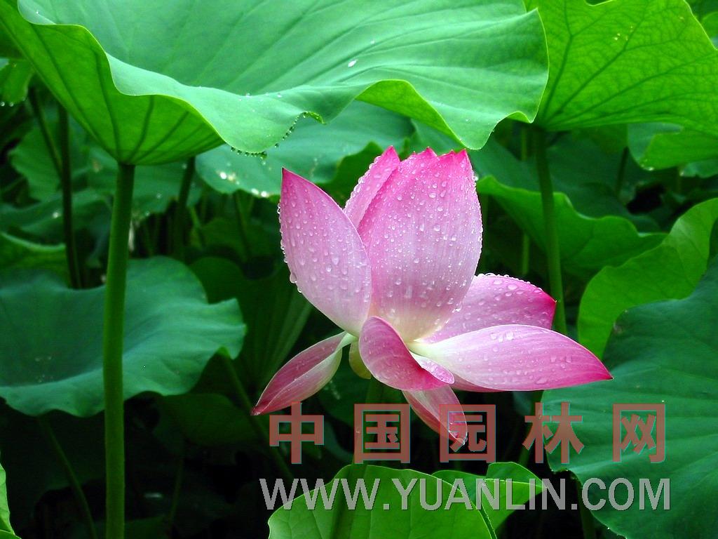 荷花 蓮花、水芙蓉、藕花、芙蕖、水芝、水華、澤芝、中國蓮
