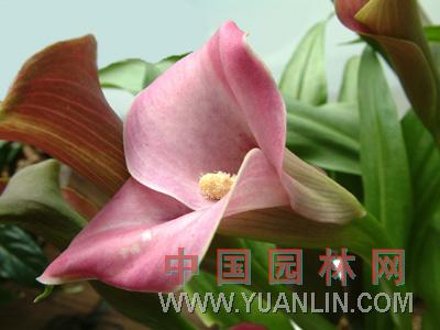 馬蹄蓮 慈姑花、水芋、野芋、慈菇花、海芋百合、花芋