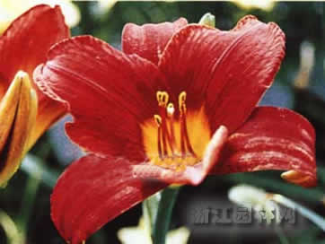 紅運萱草