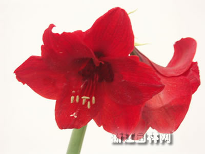 朱頂紅 孤挺花，百枝蓮，華胄