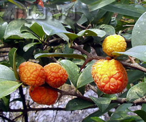 柘樹(shù) 柘刺、柘桑