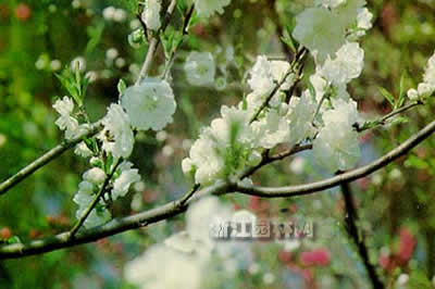 碧桃 千葉桃花