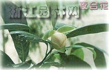 夜合花 夜香木蘭
