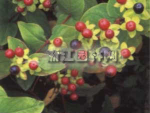 紅果金絲桃 