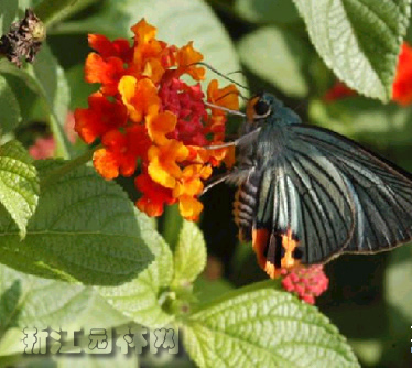 泡花樹 
