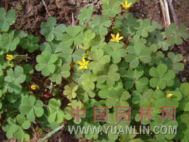 酢漿草 鹽酸仔草(臺(tái)灣)、酸箕、三葉酸草、酸母草、鳩酸草