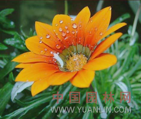 麥稈菊 蠟菊、貝細工