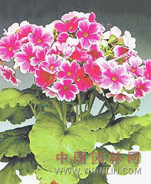 歐洲報春花 歐洲櫻草、德國報春、西洋櫻草