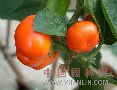 金銀茄 觀賞茄、巴西茄
