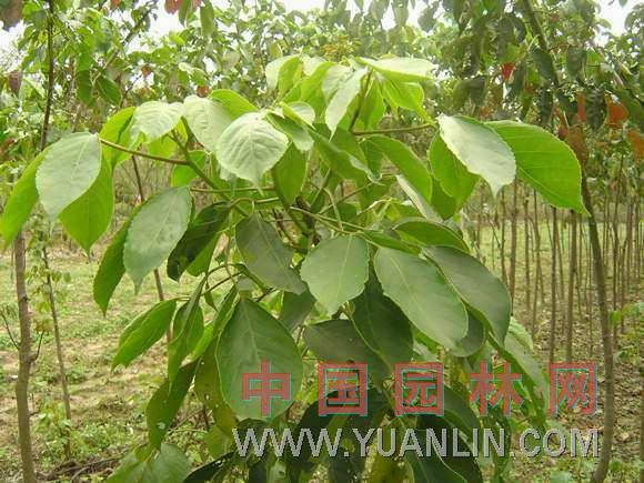 常綠重陽(yáng)木 茄苳