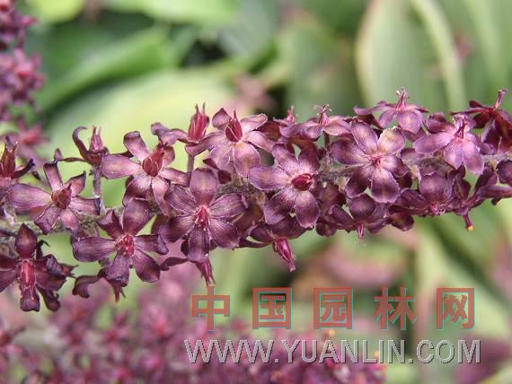 藜蘆 藜蘆、力蘆、梨蘆、山蔥、憨、大葉蘆、山蔥