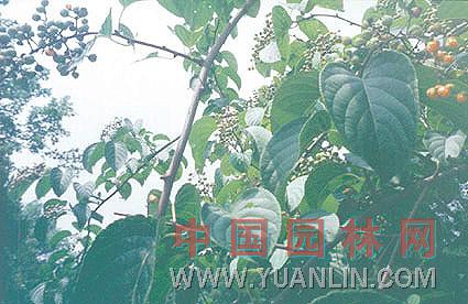秤錘樹(shù) 秤陀樹(shù)、捷克木