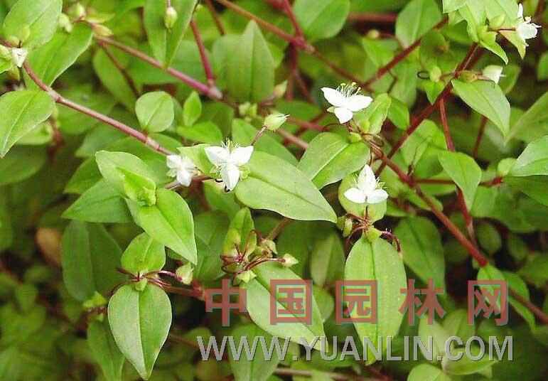 白花紫露草  淡竹葉、白花紫鴨跖草 