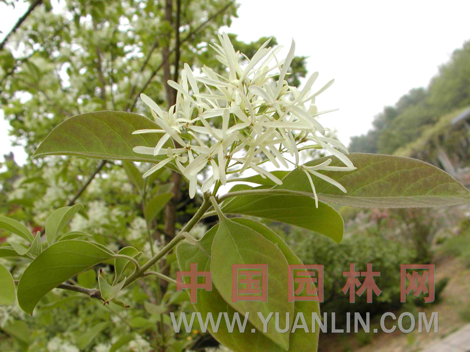 流蘇樹 茶葉樹、牛筋子、蘿卜絲花