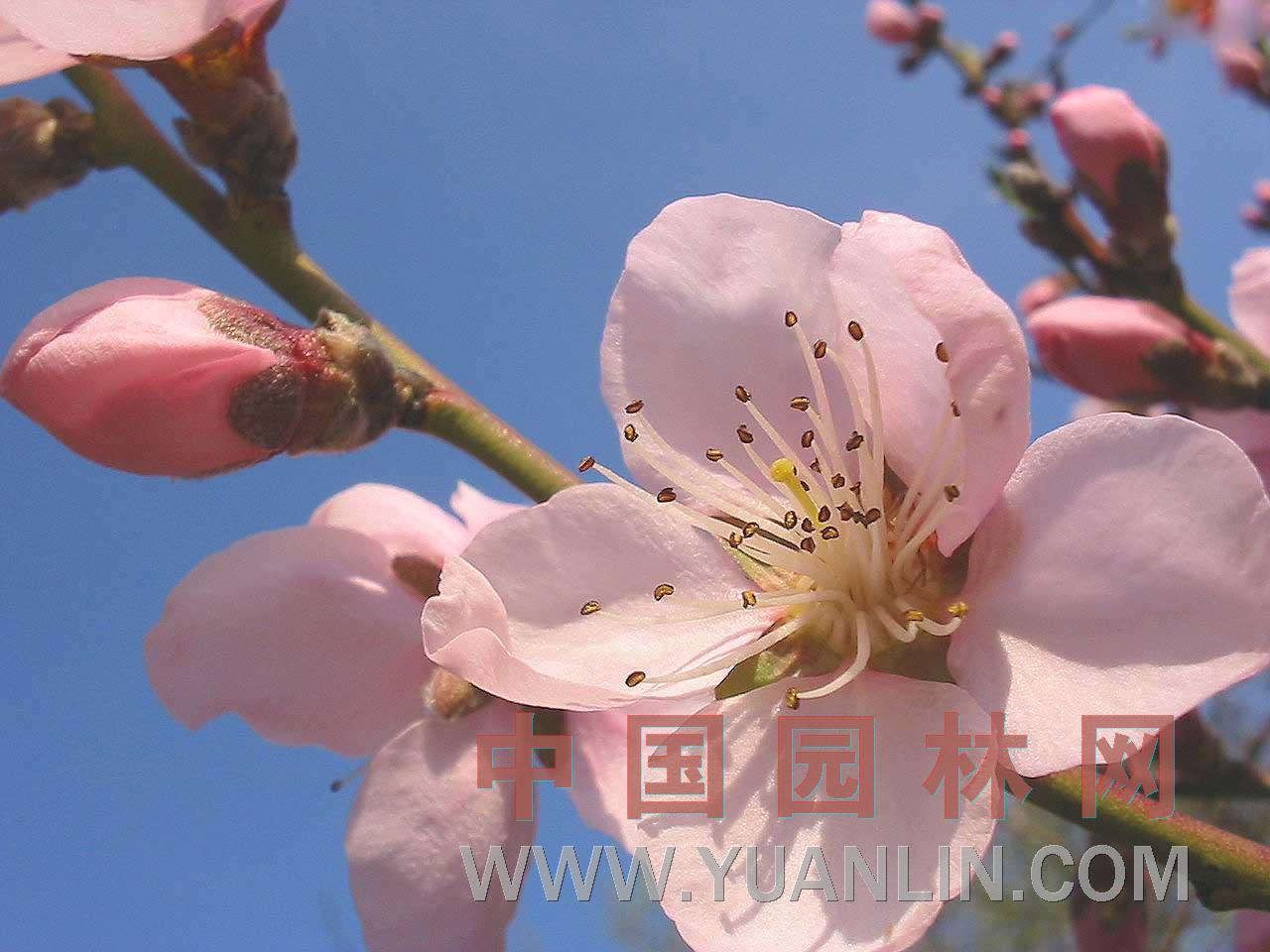 桃 桃花