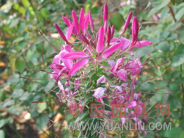 醉蝶花 西洋白花菜、鳳蝶草、紫龍須、蜘蛛花