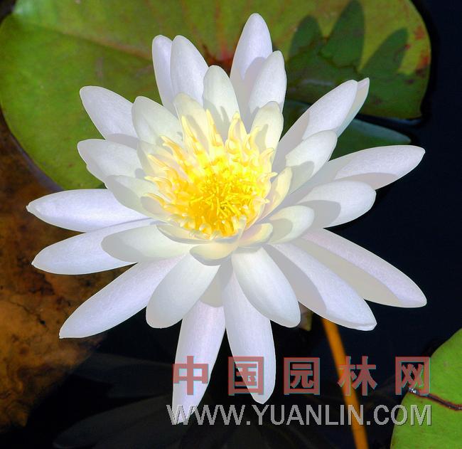 香睡蓮 
