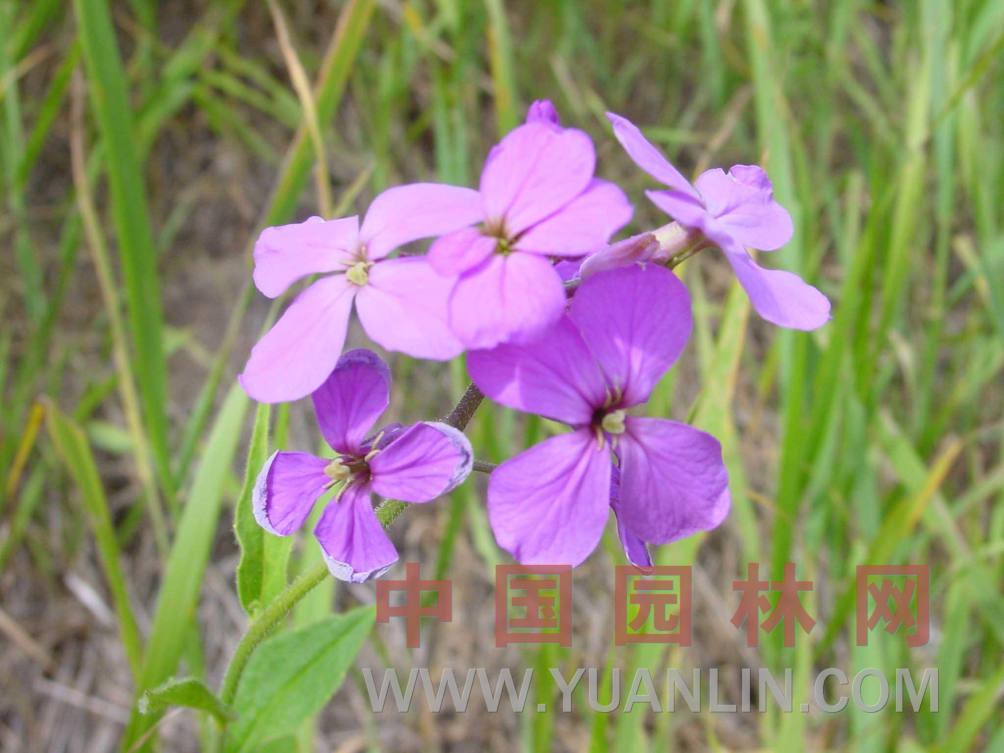 藍香芥 
