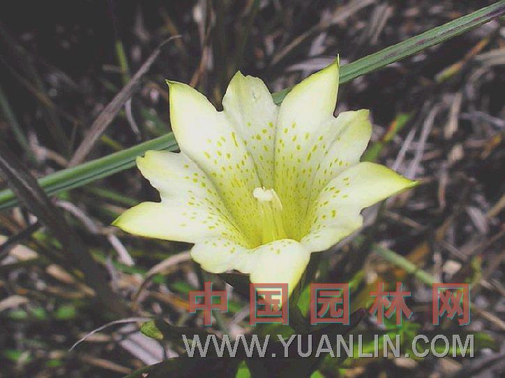 草原龍膽 龍膽、膽草、粗糙龍膽
