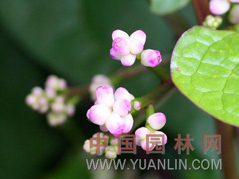 落葵 木耳菜、藤菜、胭脂豆、紫角葉、豆腐菜