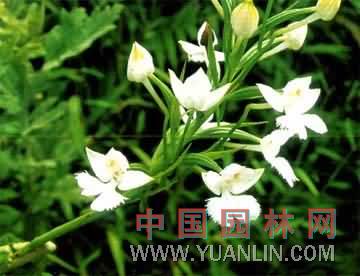 鵝毛玉鳳蘭