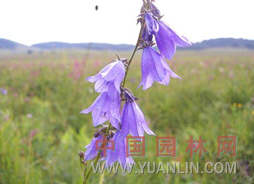 沙參 南沙參、輪葉沙參