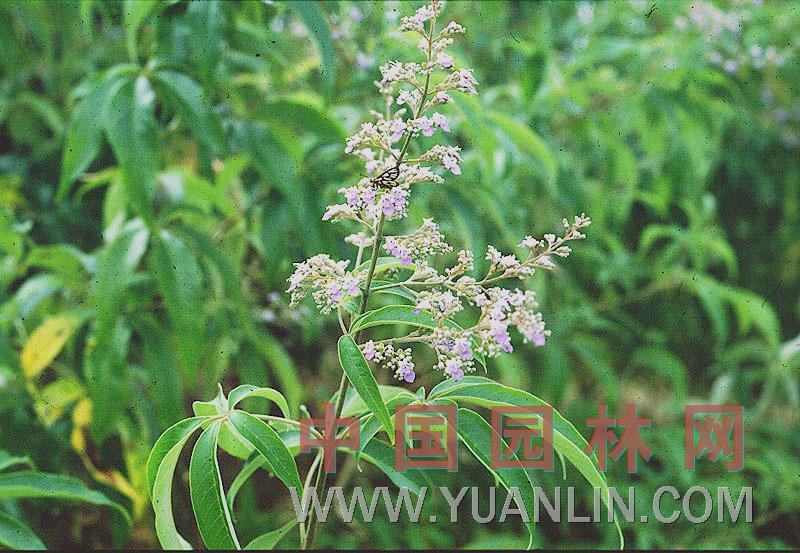黃荊 五指柑、布荊