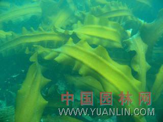 海帶 海帶菜、昆布