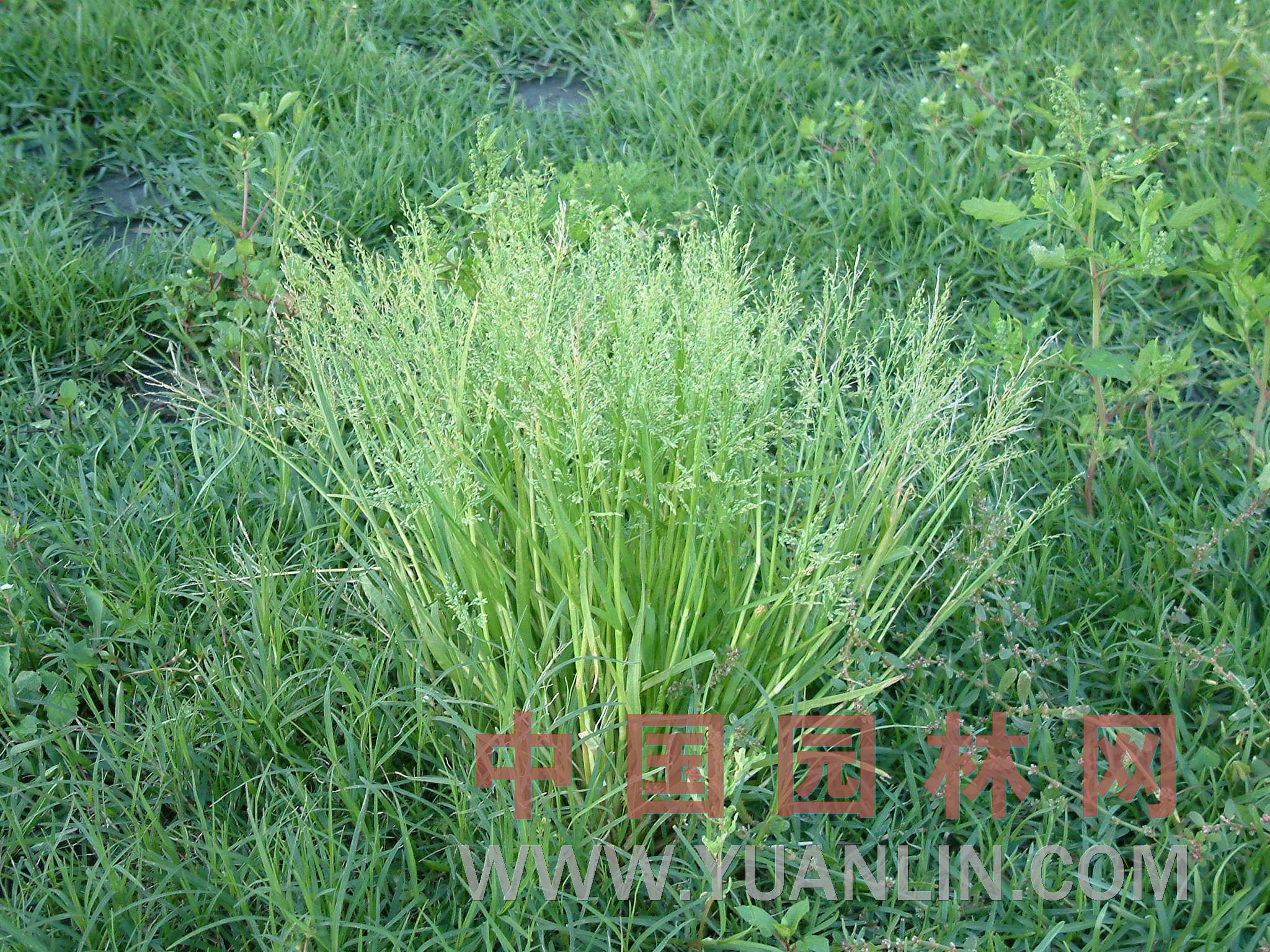 早熟禾 稍草、小青草、小雞草、冷草、絨球草