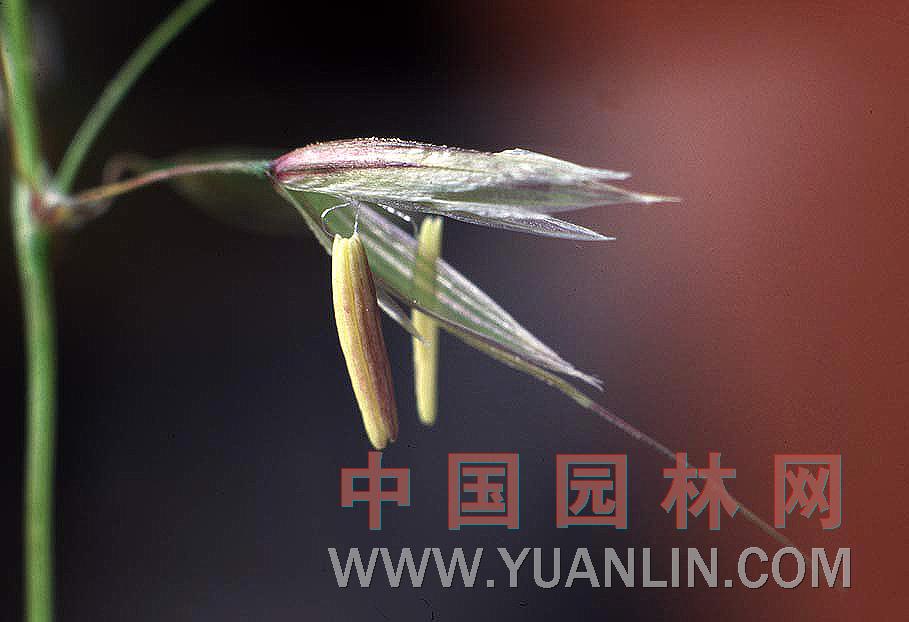 花葉燕麥草 