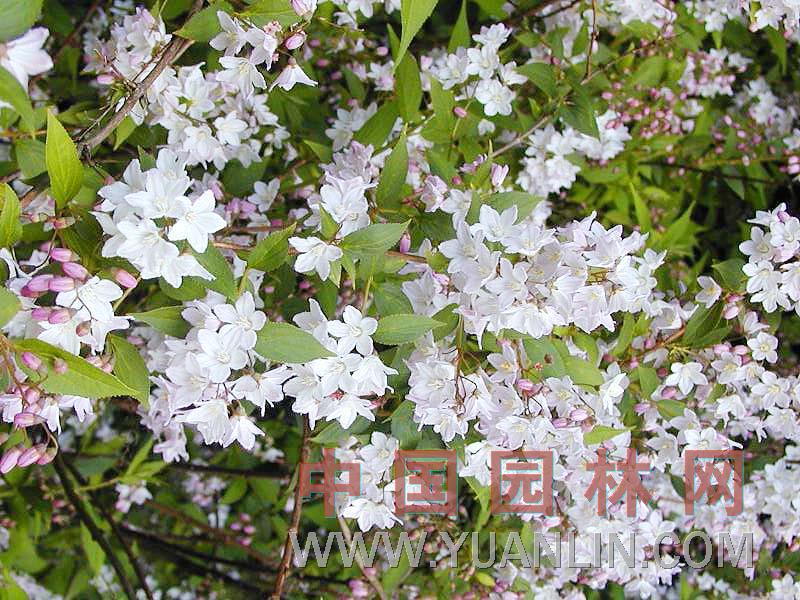 鐘花溲疏 